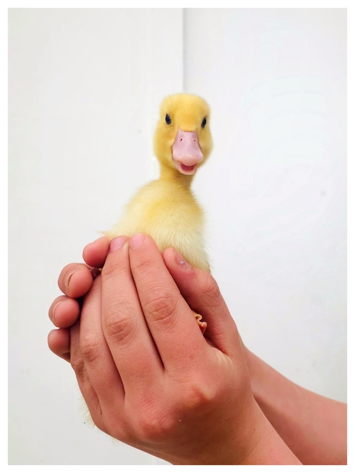 ‘Ello, Duckie!